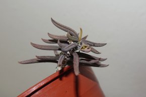Pryšec, Euphorbia cylindrifolia