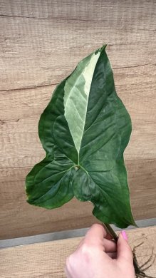 Syngonium Albo Variegata 1.