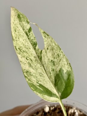 Epipremnum pinnatum Marble variegatum