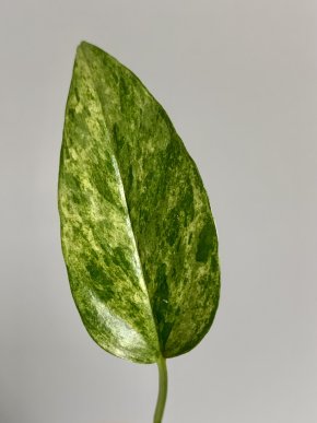 Epipremnum pinnatum Mint variegatum