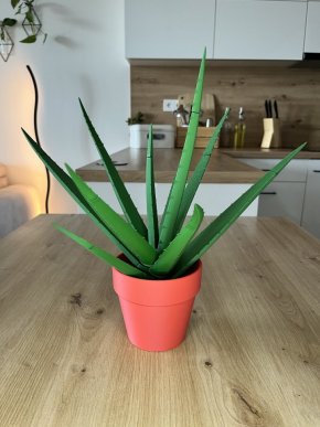 Aloe Vera - propisková rostlina