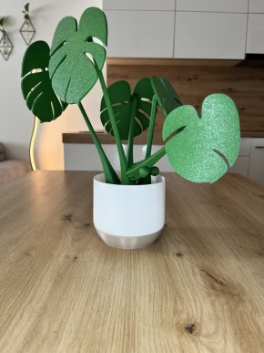 Monstera - podtácková rostlina