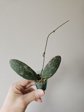 Hoya sigillatis AH001 (sp. Borneo)