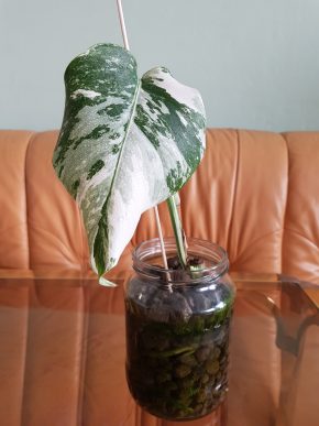 Monstera albo variegata - již s aktivním růstovým bodem