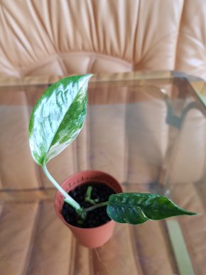 Epipremnum Pinnatum Variegata - baby zakořeněná rostlinka