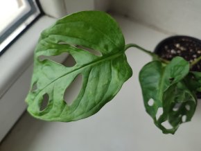 Menší monstera Adansonii monkey leaf #6
