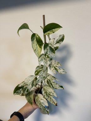 Epipremnum pinnatum marble variegated
