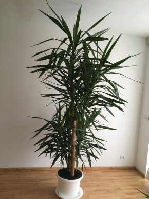 Pokojová rostlina DRACAENA MASSANGEANA, 290 cm