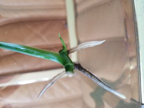 Monstera Adansonii Mint - již s aktivním růstovým bodem