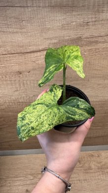 syngonium mojito