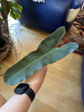 Philodendron billietae dark