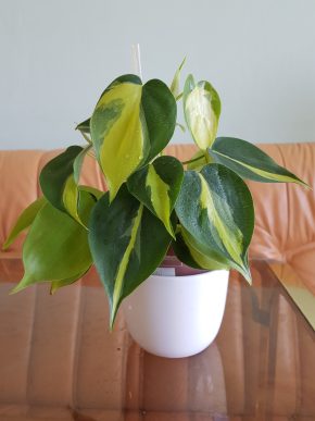 Philodendron Brasil - 2 výhony