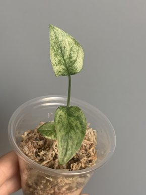 Monstera laniata Mint variegata