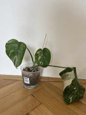 Monstera albo, zakořeněná