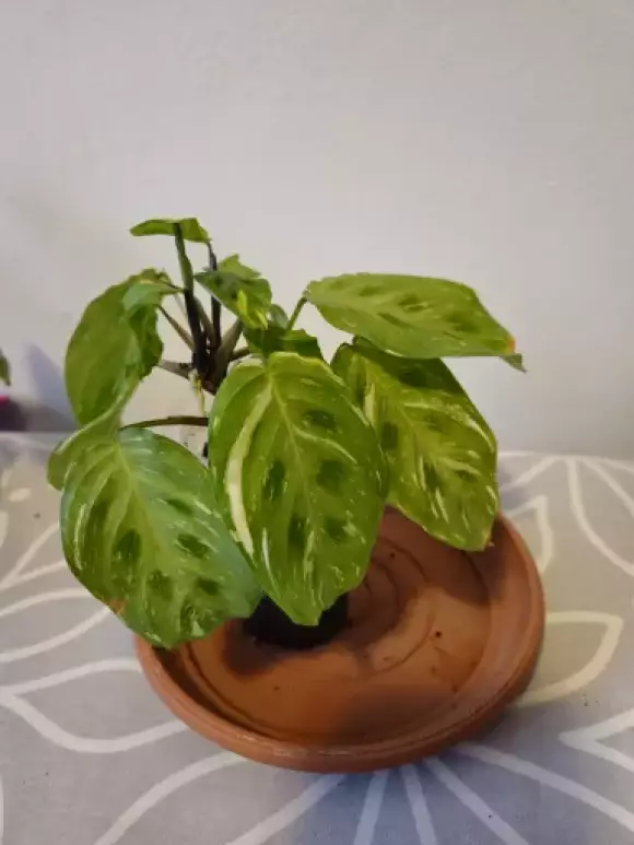 20240428_193932.webp