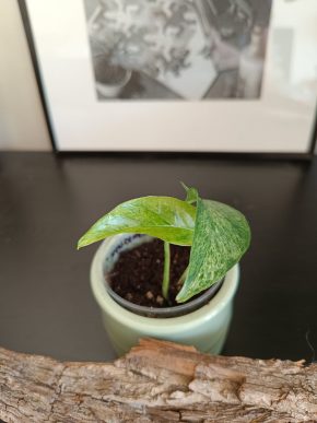 Epipremnum pinnatum Mint