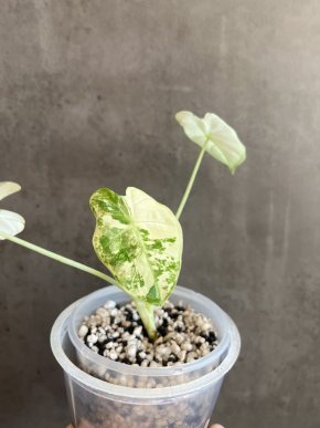 Alocasia Frydek Variegata