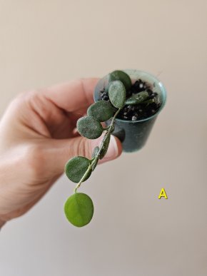 Hoya serpens - zakořeněný řízek