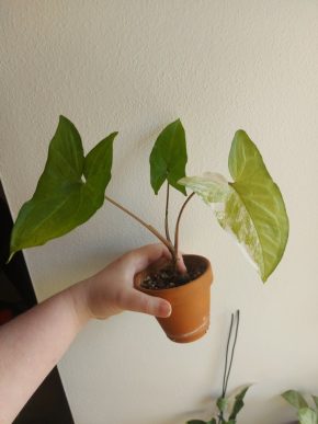 Syngonium Albo Variegata v terakotovém květináči