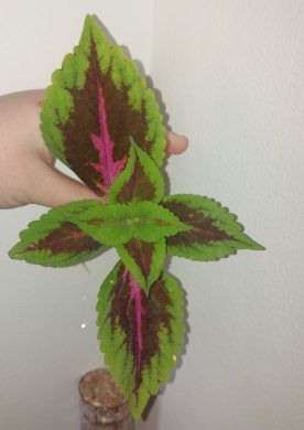 Kopřiva (Coleus blumei) #1