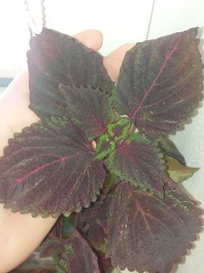 Kopřiva (Coleus blumei) #2