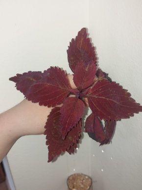 Kopřiva (Coleus blumei) #3