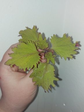 Kopřiva (Coleus blumei) #4