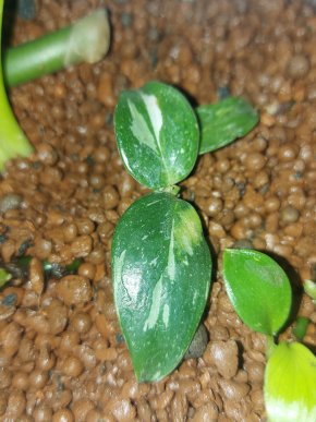 Baby Philodendron White princess