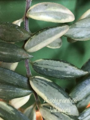 Aeschynanthus variegata -řizek .