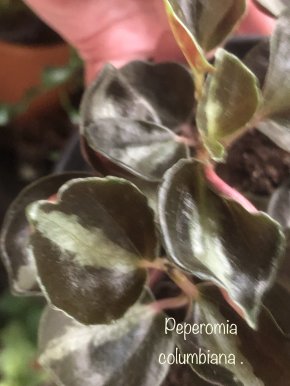 Peperomia columbiana- řizek.
