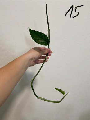 Epipremnum Pinnatum variegata revert?