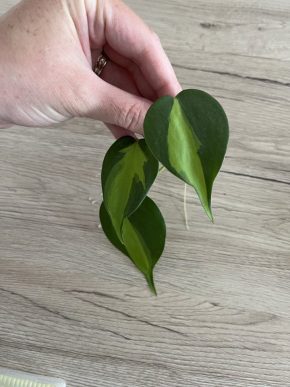 Philodendron scandens Brasil