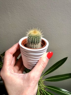 Mini kaktus