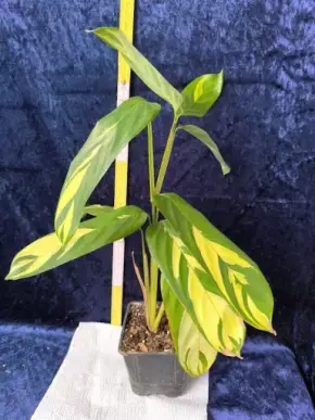 Ctenanthe lubbersiana Golden mosaic