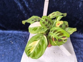 Marantha leuconera kerchoveana variegata (Krásná modlivka)