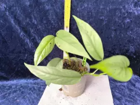 Epipremnum Pinnatum Cebu Blue (zajímavá šplhavka se stříbrnými listy)