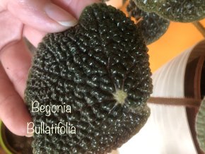 Begonia Bullatifolia - list k zakořeněni .