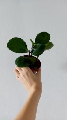 Peperomia obtusifolia
