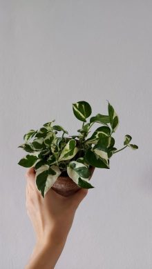 Pothos n'joy