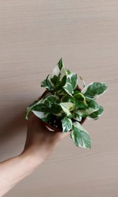 Pothos n'joy