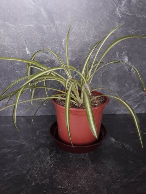 Zelenec chocholatý -  krásně žíhaná rostlina co čistí vzduch + E-BOOK ZDARMA