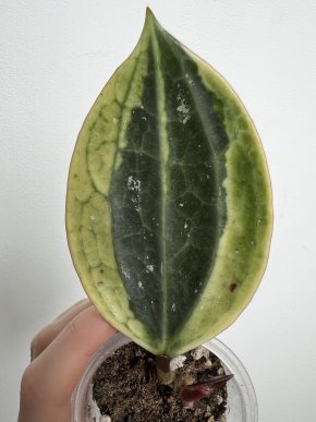 Hoya macrophylla albomarginated