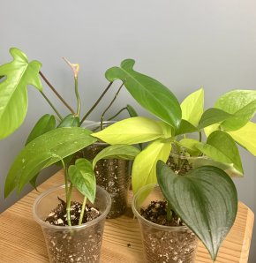 Sada 5 rostlin