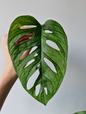 Monstera Adansonii var. AUREA