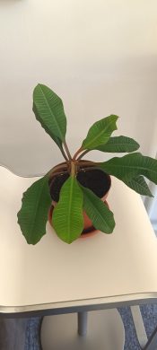 Pryšec běložilný - Euphorbia leuconeura