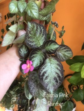 Episcia Pink Panther - řizek.