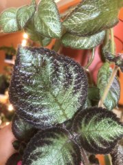 IMG_4368.jpeg