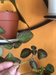 IMG_4371.jpeg