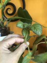 IMG_4373.jpeg