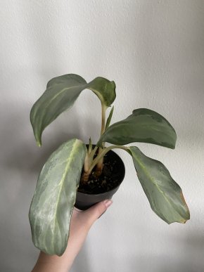 Aglaonema ghost frosted